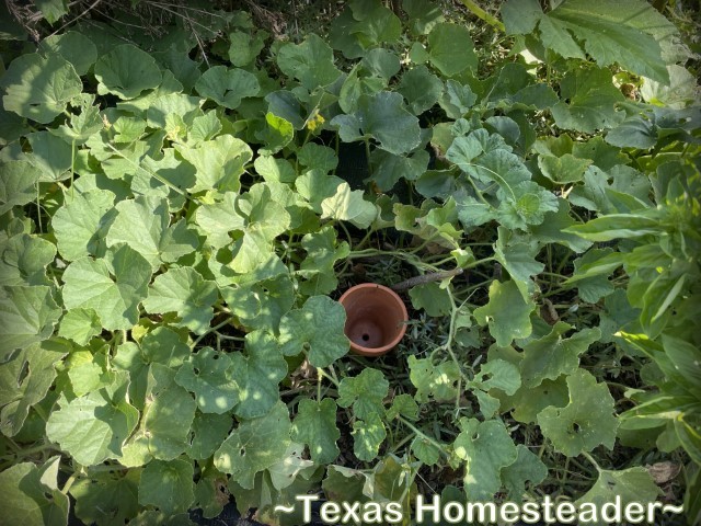Vegetable garden irrigation. Clay terracotta pot show root zone for watering in long vines of cantaloupe. #TexasHomesteader