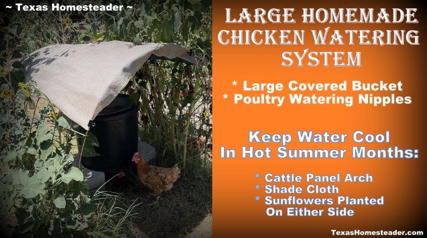 https://texashomesteader.com/wp-content/uploads/2023/07/How-to-keep-Chickens-water-cool-and-shaded-using-Cattle-panel-shade-cloth-and-sunflowers.-TexasHomesteader.jpg