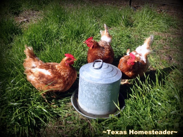 Red and white chickens on green grass drinking from galvanized metal water fount. #TexasHomesteader