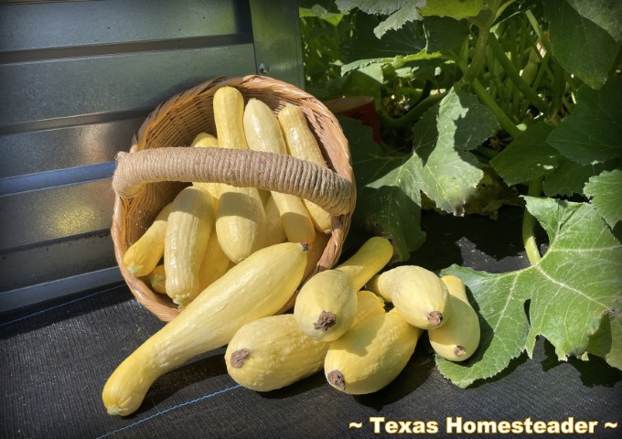 Yellow summer squash vegetable garden harvest wicker basket. #TexasHomesteader
