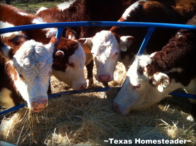 Hereford cows eating at hay ring. #TexasHomesteader