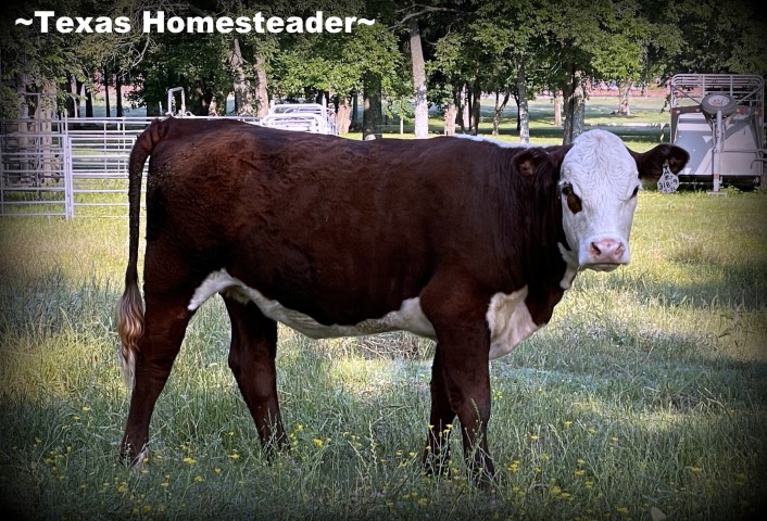 Polled Hereford heifer cow cattle. #TexasHomesteader