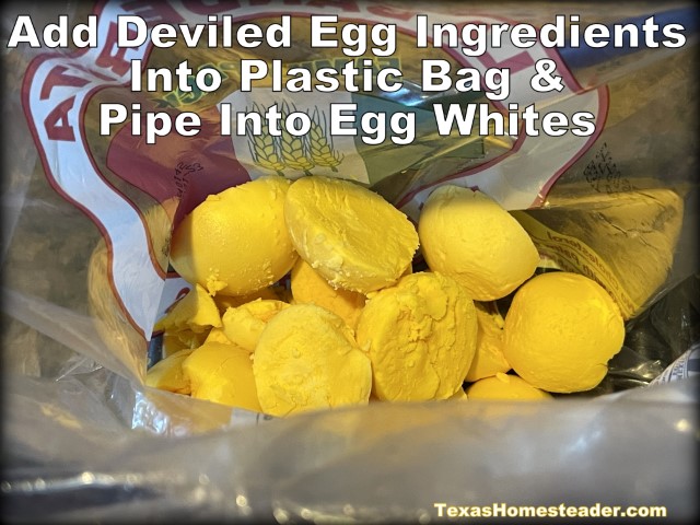 Making deviled eggs is easier using a repurposed plastic bag to pipe filling into hollowed egg whites. #TexasHomesteader