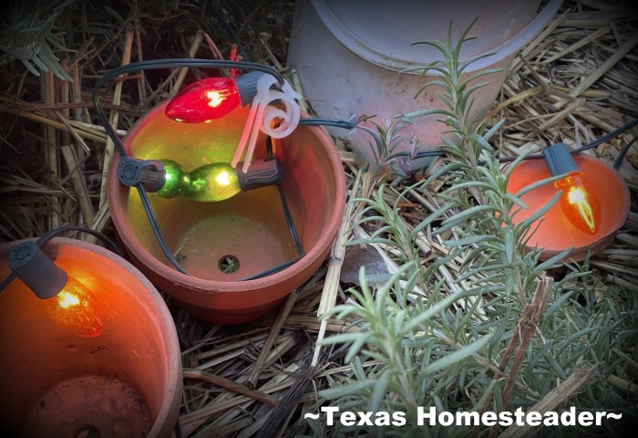 Incandescent Christmas Lights in clay pots to keep plant warm to protect plant from frost or freeze. #TexasHomesteader