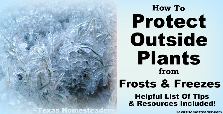 Protecting Outside Plants From Frost Or Freeze. #TexasHomesteader