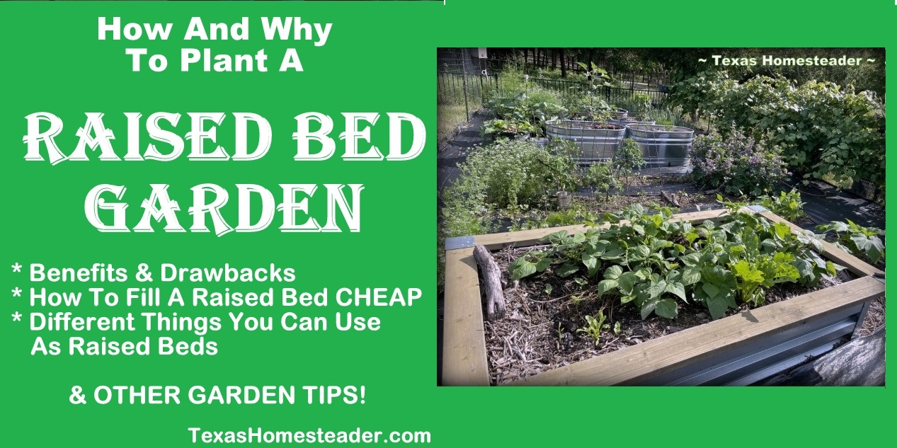 Vegetable garden planted in metal raised beds, galvanized cattle trough, black plastic cattle tubs. #TexasHomesteader