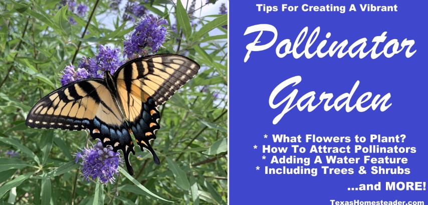 How to Plan and Plant a Pollinator Garden in your Own Yard. #TexasHomesteader