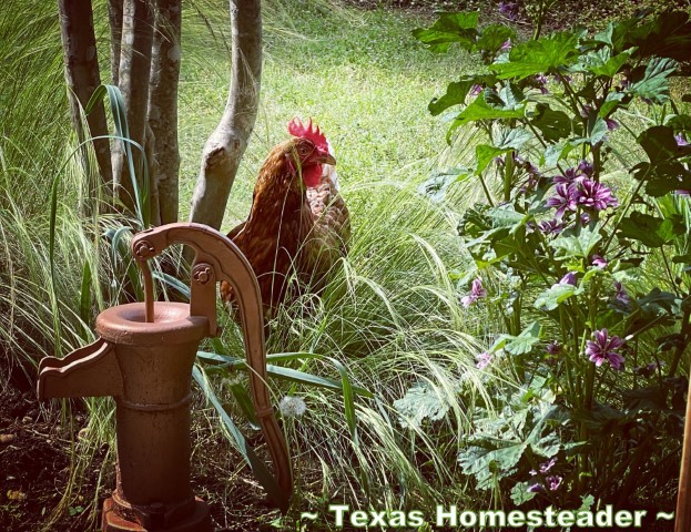 Preparedness for Beginners - Free Range Laying Hens Chickens for eggs and pest control. #TexasHomesteader