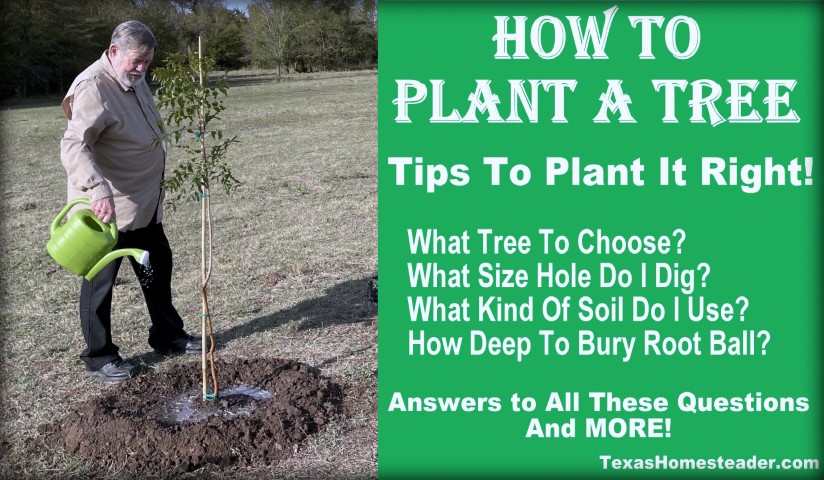 How To Properly Plant A Tree For A Healthy Start. #TexasHomesteader