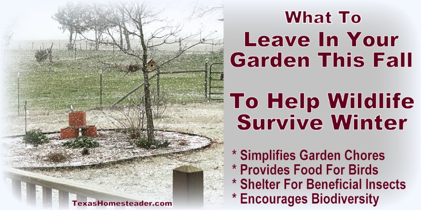 Fall gardening - What to leave in your garden to provide for wildlife over winter. #TexasHomesteader