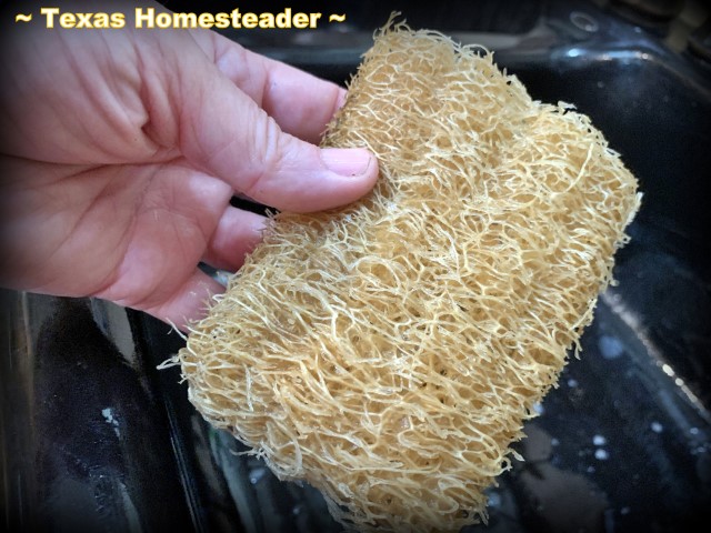 Luffa loofah cut into scrub sponge biodegradable, eco friendly, compostable. #TexasHomesteader