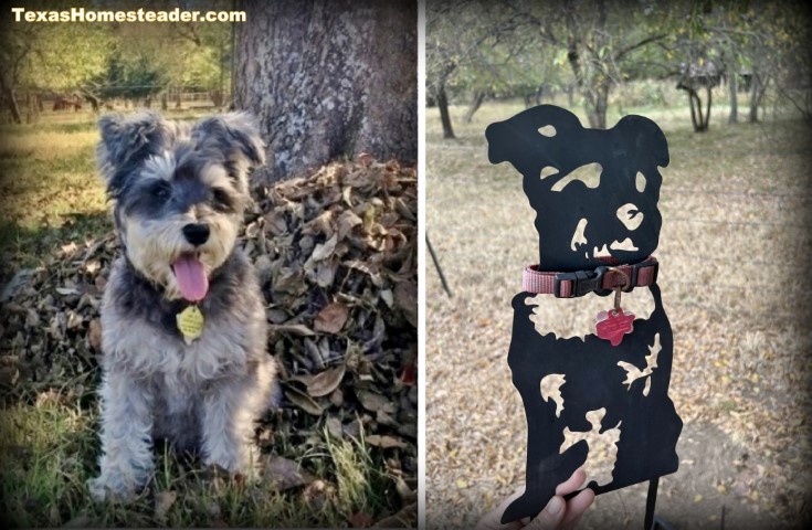 We used a black metal garden stake shaped like a miniature schnauzer when our pet died. #TexasHomesteader